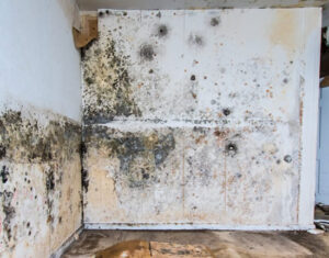 Black Mold in Basement | Larchmont, NY | Sundahl Waterproofing