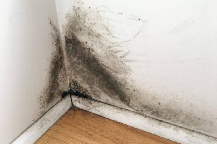 6 Signs You Could Have Black Mold In Your Basement Larchmont, NY