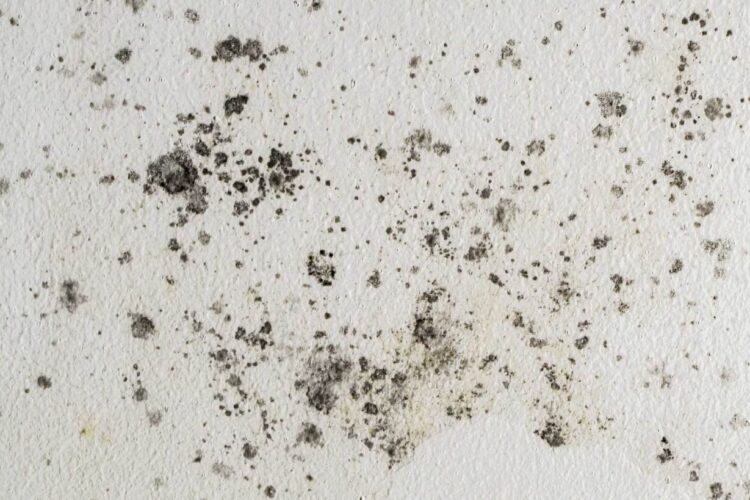 Mold vs. Mildew: What’s the Difference?